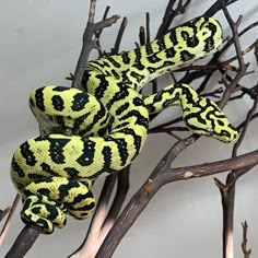 a yellow and black snake sitting on top of a tree branch