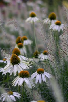 many white and yellow flowers are in the grass