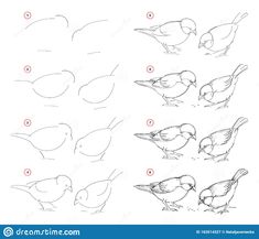 how to draw birds step by step for children and adults royalty illustration on white background