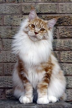 an orange and white cat sitting in front of a brick wall looking at the camera