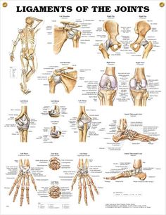 Ligaments of the Joints anatomy poster shows location of various joints and provides views of shoulder, elbow, hip, knee and ankle. Skeletal system for doctors and nurses. Anatomi Dan Fisiologi, Hip Flexor Stretch, Muscle Anatomy, Human Anatomy And Physiology, Body Anatomy, Anatomy And Physiology, The Human Body, Human Anatomy