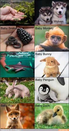 many different animals and their names are shown in this poster with the words baby animals on them