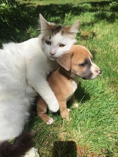 a cat and dog are sitting in the grass with their heads on each other's shoulders