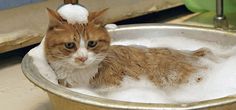 an orange and white cat sitting in a bathtub with foam on it's head