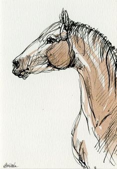 an ink drawing of a horse's head and neck, with the mane pulled back