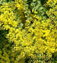 yellow flowers with green leaves in the background