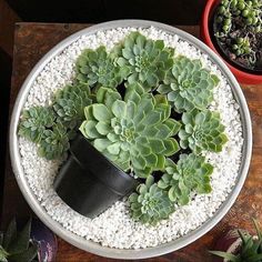 a potted plant sitting on top of a table next to two pots filled with succulents