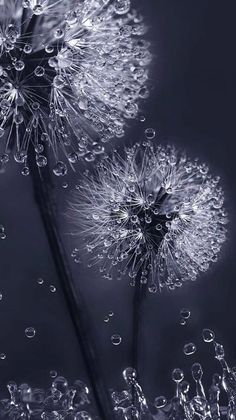 two dandelions with drops of water on them are shown in black and white