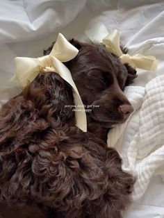 a small brown dog laying on top of a white bed covered in blankets and bows