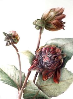 Elaine Searle  BOTANICALS: Watercolor Botanicals, Science Illustration, Natural Science, Plant Drawing