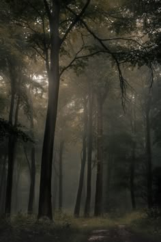 a path in the middle of a forest with trees on both sides and foggy skies overhead