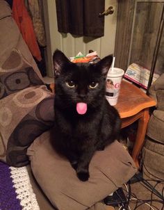 a black cat sitting on top of a chair with its tongue hanging out and tongue sticking out