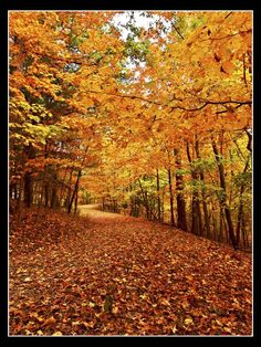 an autumn scene with leaves on the ground and trees lining the path in the background