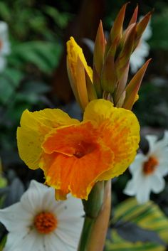 an orange and yellow flower with white flowers in the background