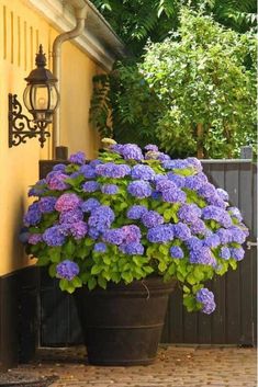 a potted plant with purple flowers in front of a yellow wall and black fence