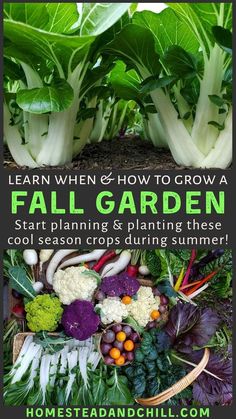 an image of some vegetables that are growing in the garden and text reads learn when & how to grow a fall garden start planning & planting these cool season