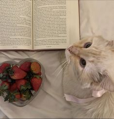 a cat laying on top of a bed next to a bowl of strawberries and an open book