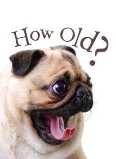 a pug dog with its mouth open and the words how old? written on it