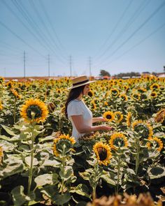 a woman sitting in a field of sunflowers