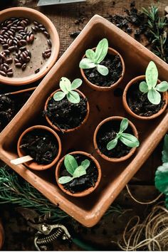 small potted plants sit in the middle of two trays filled with coffee beans