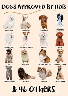 an image of dogs that are labeled by their names and numbers on a white background