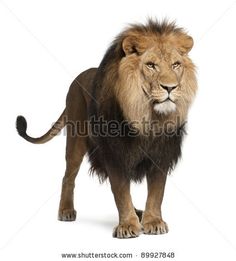 a lion standing in front of a white background stock photo - image 349784