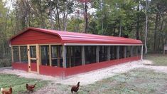 chickens are walking around in the grass near a red building with windows and a metal roof