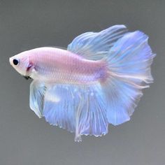 a blue and white siamese fish in the water with its tail curled up to it's side