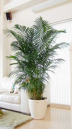 a large palm tree in a white planter next to a couch and rug on the floor