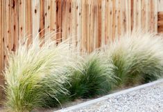 some green and white grass next to a wooden fence