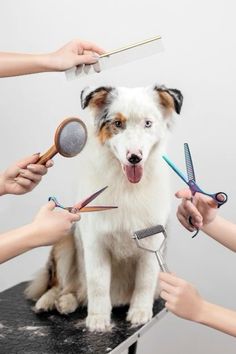 the dog is getting his hair cut by several people with scissors and combs on it's head