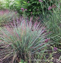 purple flowers and grass in the garden