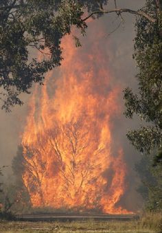 a large fire is burning through the trees