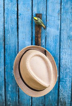 a hat and a bird on a blue wooden wall