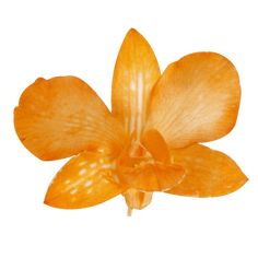 an orange flower is shown on a white background with the petals still attached to it