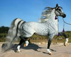 a white and black horse standing on top of a sandy beach next to trees with purple tassels