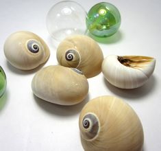 several sea shells are arranged next to each other