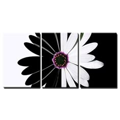 white and black flower with purple center on the petals in front of a black background