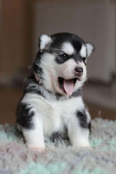 a small black and white puppy sitting on top of a rug with its mouth open