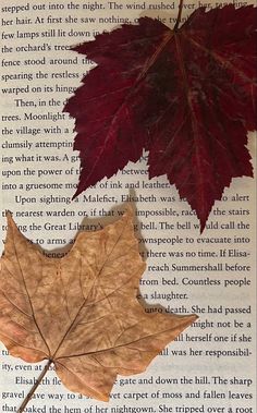 pretty fall leaves on the page of a book. fall aesthetic and reading aesthetic. Kazuha Aesthetic, Warm Academia, Autumn Leaves Aesthetic, Fall Leaves Aesthetic, Autumn Aesthetic Cozy, Fall Academia, Leaves Aesthetic, Autumn Romance, Autumn Core