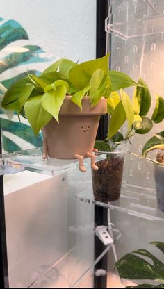 a potted plant sitting on top of a glass shelf