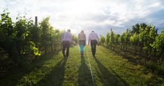 two people walking down a path between rows of vines