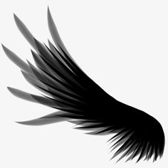 a black and white photo of a bird's wing with long, thin wings