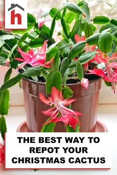 christmas cactus care how to care for your christmas cactus all year long with this easy guide