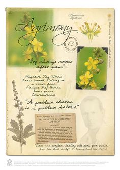 an old postcard with yellow flowers and green leaves on it's back side