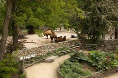 an animal park with animals and trees in the background, including two camels walking around