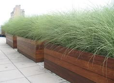 tall grass growing in wooden planters on the side of a building's roof