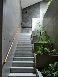 there is a plant on the stairs in this house with concrete walls and flooring