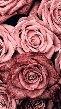 black and white photograph of roses with red centers in sepia toned colors, closeup