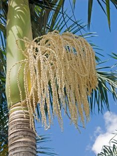 a close up of a palm tree with flowers on it's branches and sky in the background